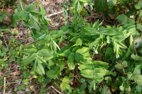 Polygonatum multiflorum