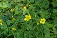 Ranunculus auricomus