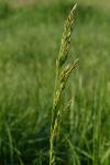 Poa pratensis
