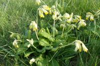 Primula veris