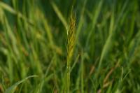 Anthoxanthum odoratum