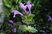 Lamium amplexicaule