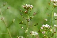 Capsella bursa-pastoris