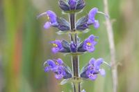 Salvia pratensis