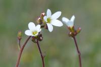 Saxifraga granulata