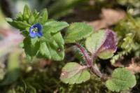 Veronica arvensis