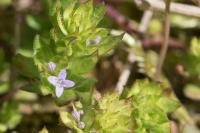 Sherardia arvensis