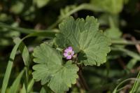 Geranium rotundifolium
