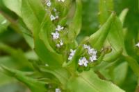 Valerianella locusta