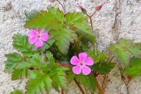 Geranium robertianum