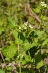 Alliaria petiolata