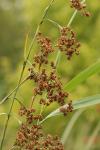 Cladium mariscus