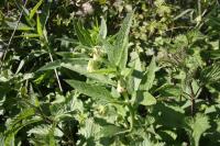 Symphytum officinale