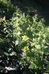 Lamium galeobdolon