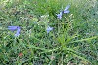 Hyacinthoides non-scripta