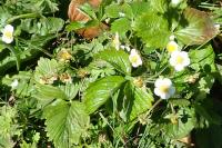 Fragaria vesca