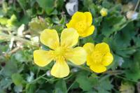 Ranunculus repens