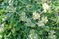Cerastium glomeratum