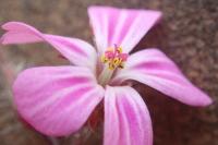Geranium robertianum