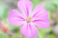 Geranium robertianum