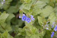 Veronica chamaedrys