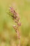 Poa bulbosa