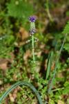 Muscari comosum