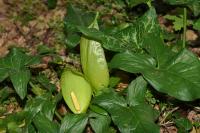 Arum italicum