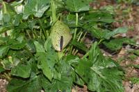 Arum maculatum