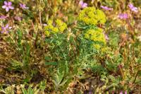 Euphorbia cyparissias