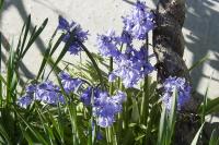 Hyacinthoides non-scripta