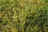 Ornithogalum umbellatum