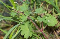 Geranium rotundifolium