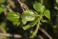Rhamnus cathartica