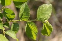 Ulmus minor