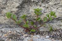 Polycarpon tetraphyllum