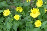 Doronicum plantagineum