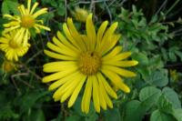 Doronicum plantagineum