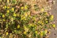 Trifolium campestre