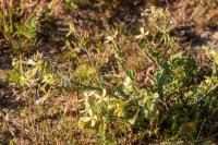 Raphanus raphanistrum