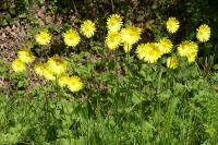 Doronicum plantagineum