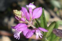 Polygala vulgaris