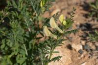 Vicia lutea