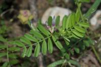 Vicia sativa