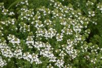 Thymus vulgaris