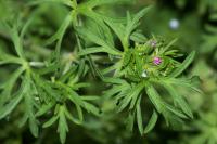 Geranium dissectum