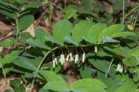Polygonatum multiflorum