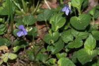 Viola riviniana