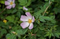 Rosa canina