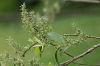 Salix cinerea